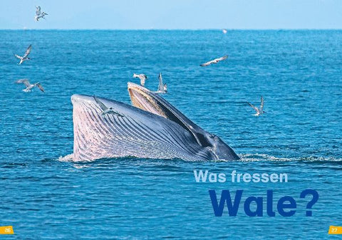 9783788626372 - Sample content