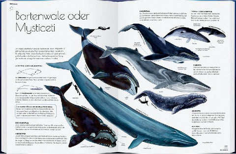 9783836963336 - Sample content