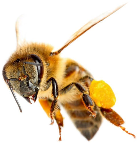 9783959390729 - Sample content